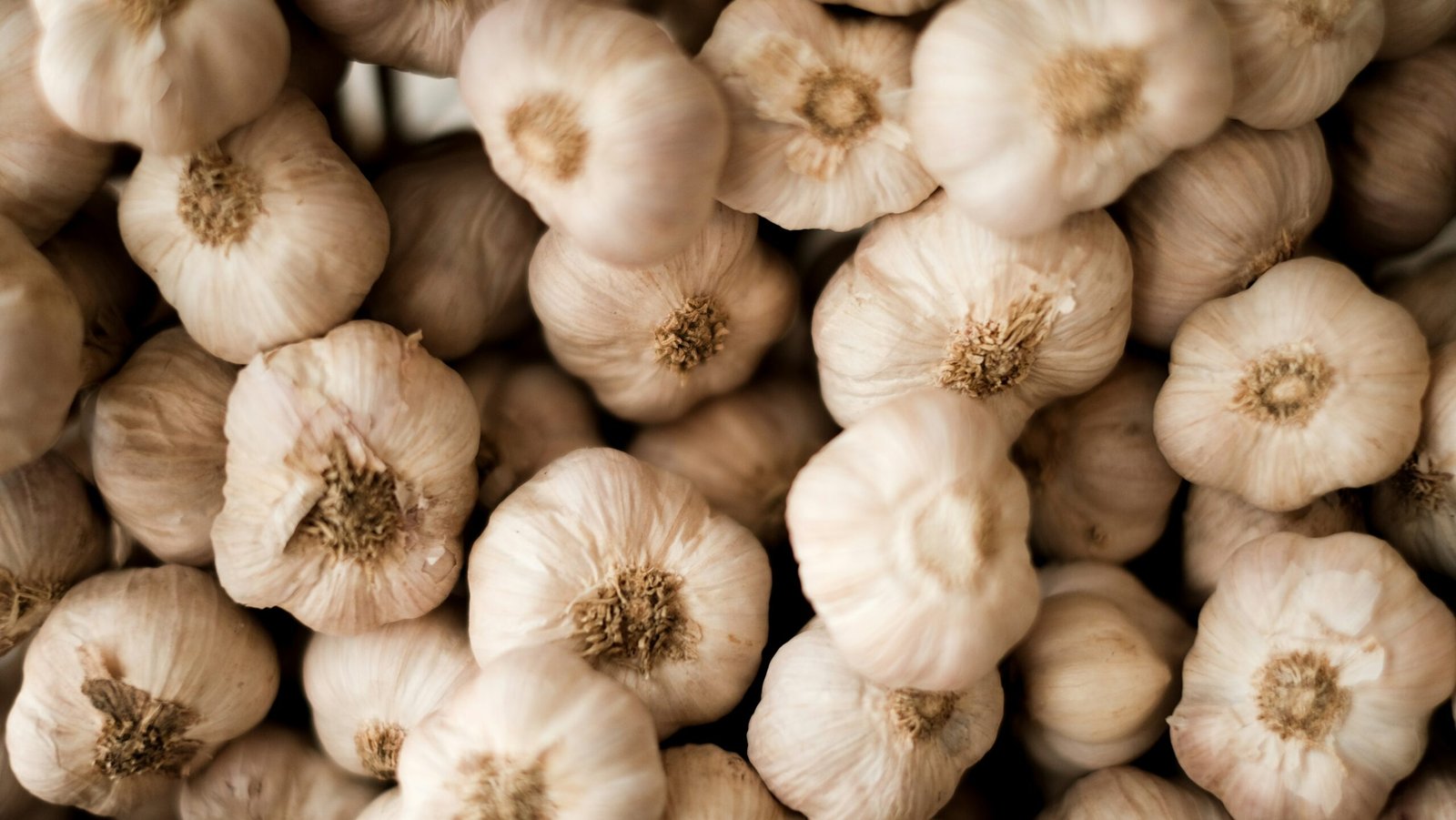 Garlic